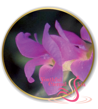 Timeless Prodigy The Serum