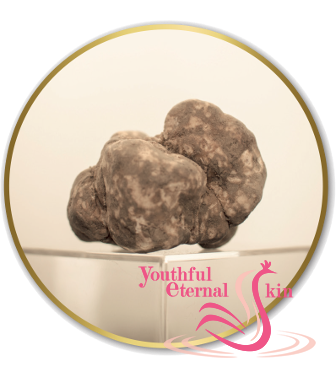 Timeless Prodigy The Serum